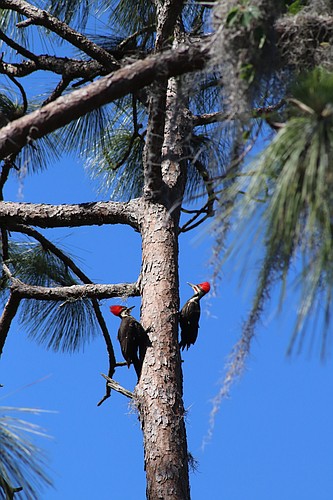 The pair of pileated woodpeckers have babies in their nest. Photo courtesy of John Kravontka.