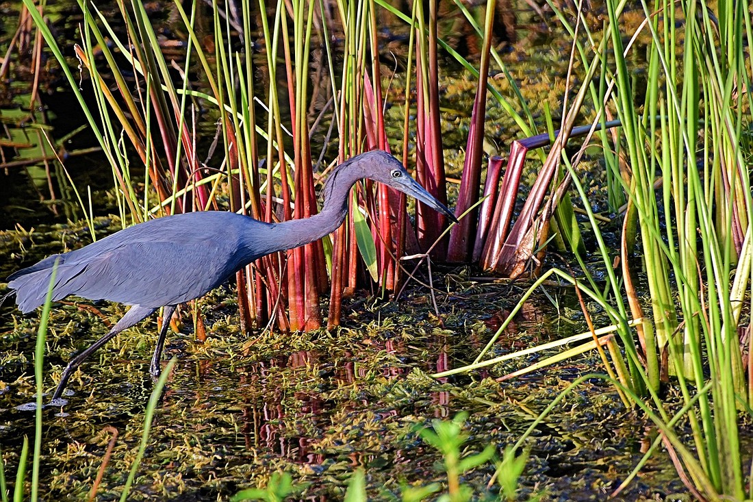 Scott Veix photographed this little blue heron hunting for lunch off Lakewood Ranch Blvd.