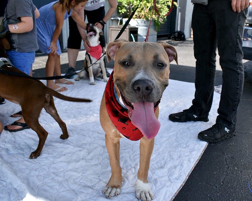 2-year-old pit bull Hoover smiles for the camera.