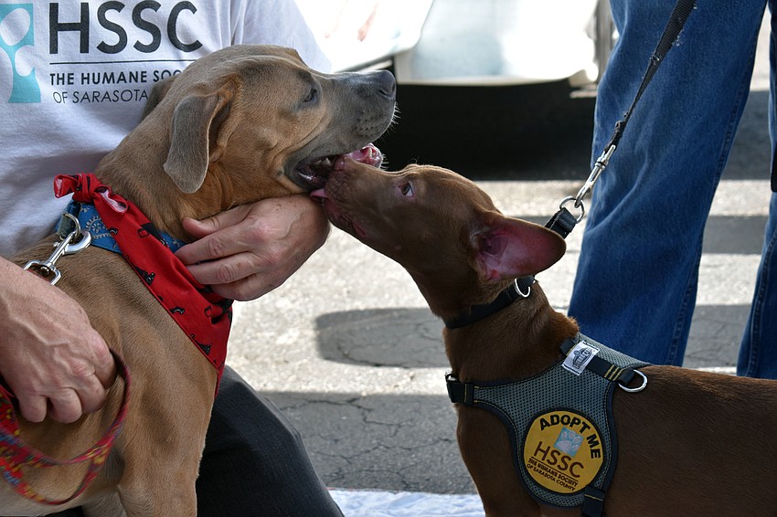 Chocolate lab mix Reese gives pit bull Hoover some kisses.