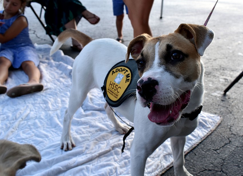 4-month-old hound Sasha sees something that makes her curious.
