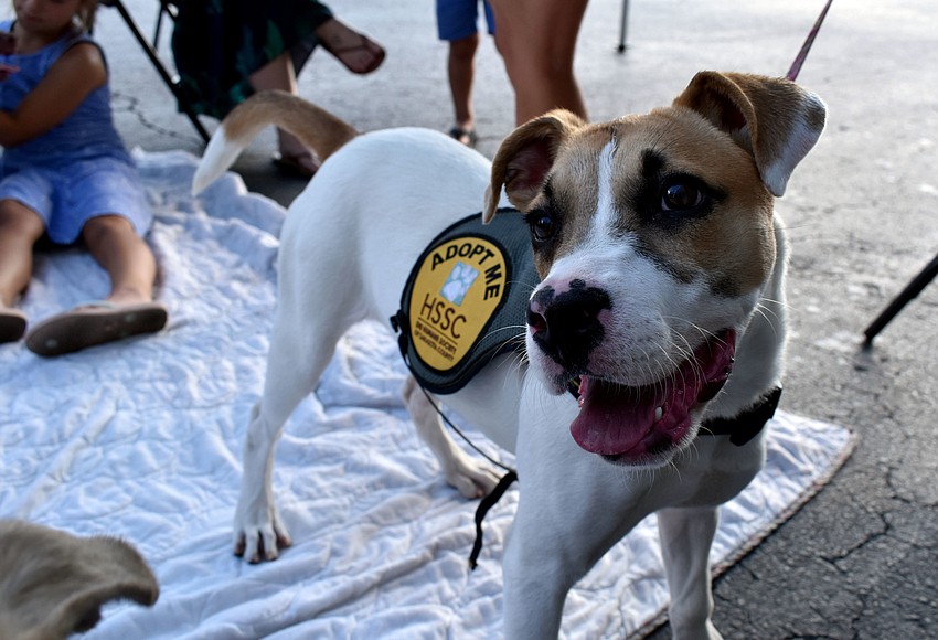 Sarasota residents gathered for Paws and Pints Your Observer