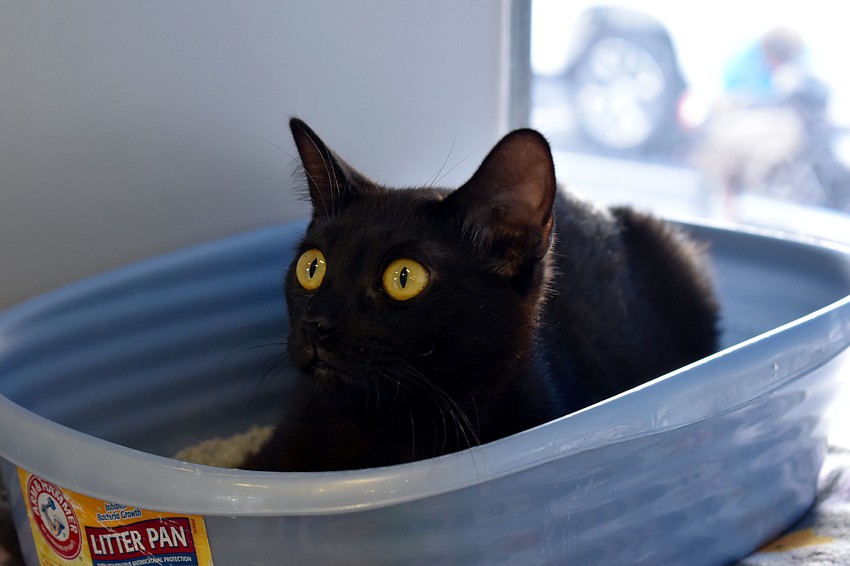 5-month-old Dayana found her favorite place to rest — in the litter box.