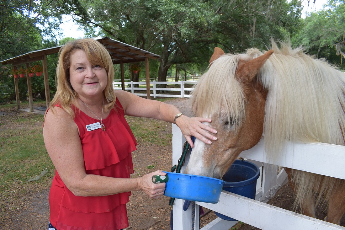 Dee Danmeyer is no stranger to horses â€” she used to own three.