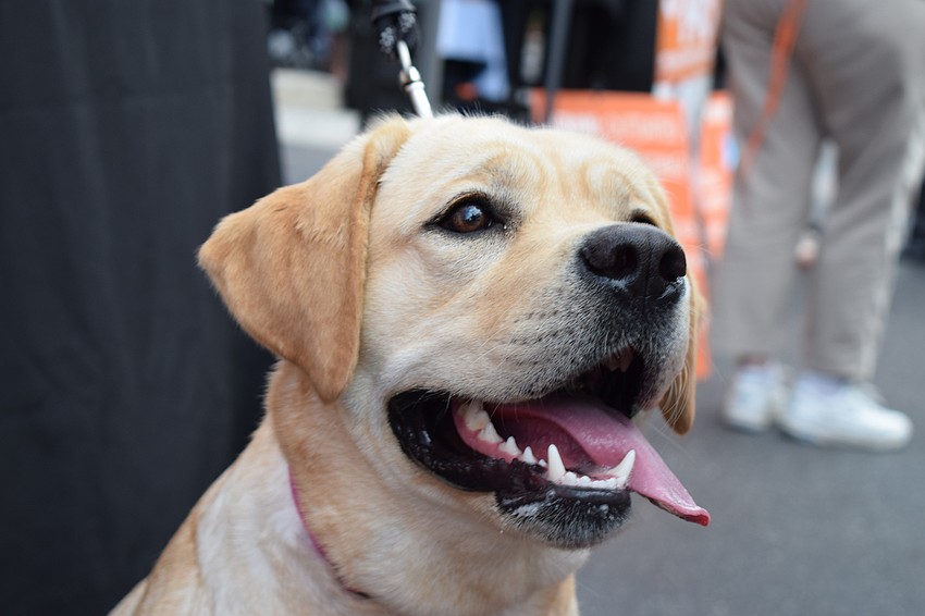 Sarasota's Deborah Shoup brought along her pup, Nala.