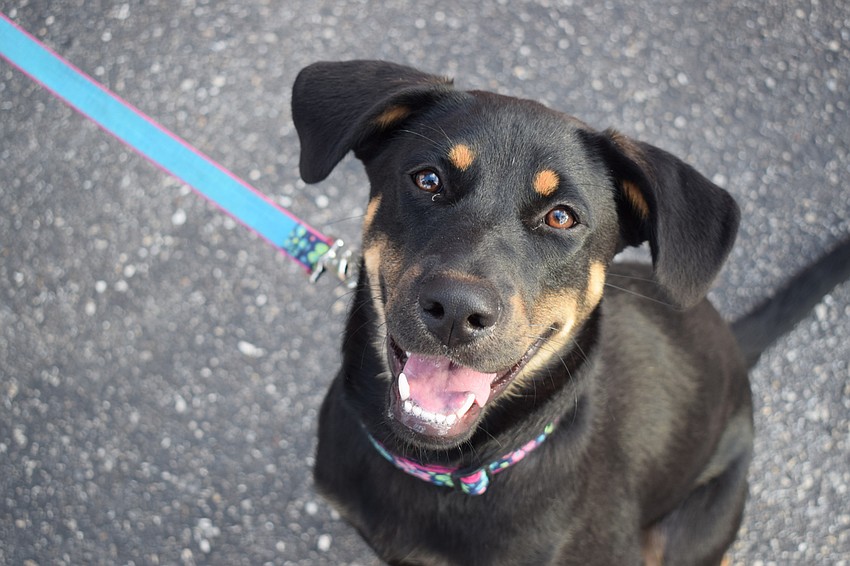 George and Sharon Paternoster brought their 8-month-old pup, Nina.