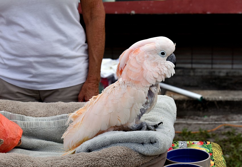 Juliet, the moluccan cockatoo, was on display.