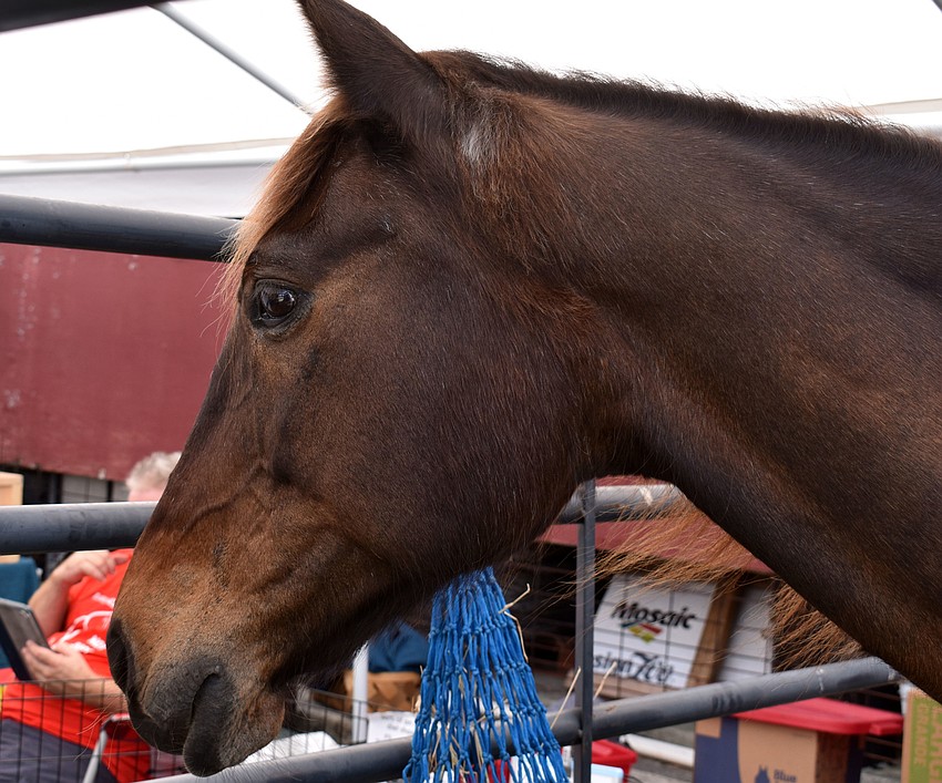 Guests could pet a hanovi standardbred gelding.