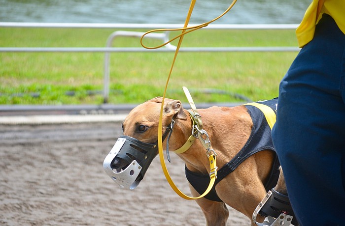 Many of the Sarasota greyhounds will now be adopted, moved out of state or sent to a different track.