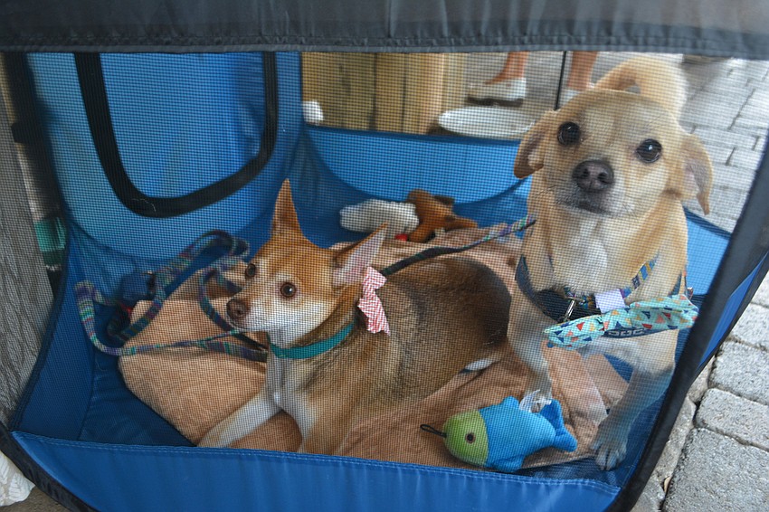 Stanley and Henry, a couple of chihuahua mixes, are Humane Society alumni who were on display at the golf tournament.