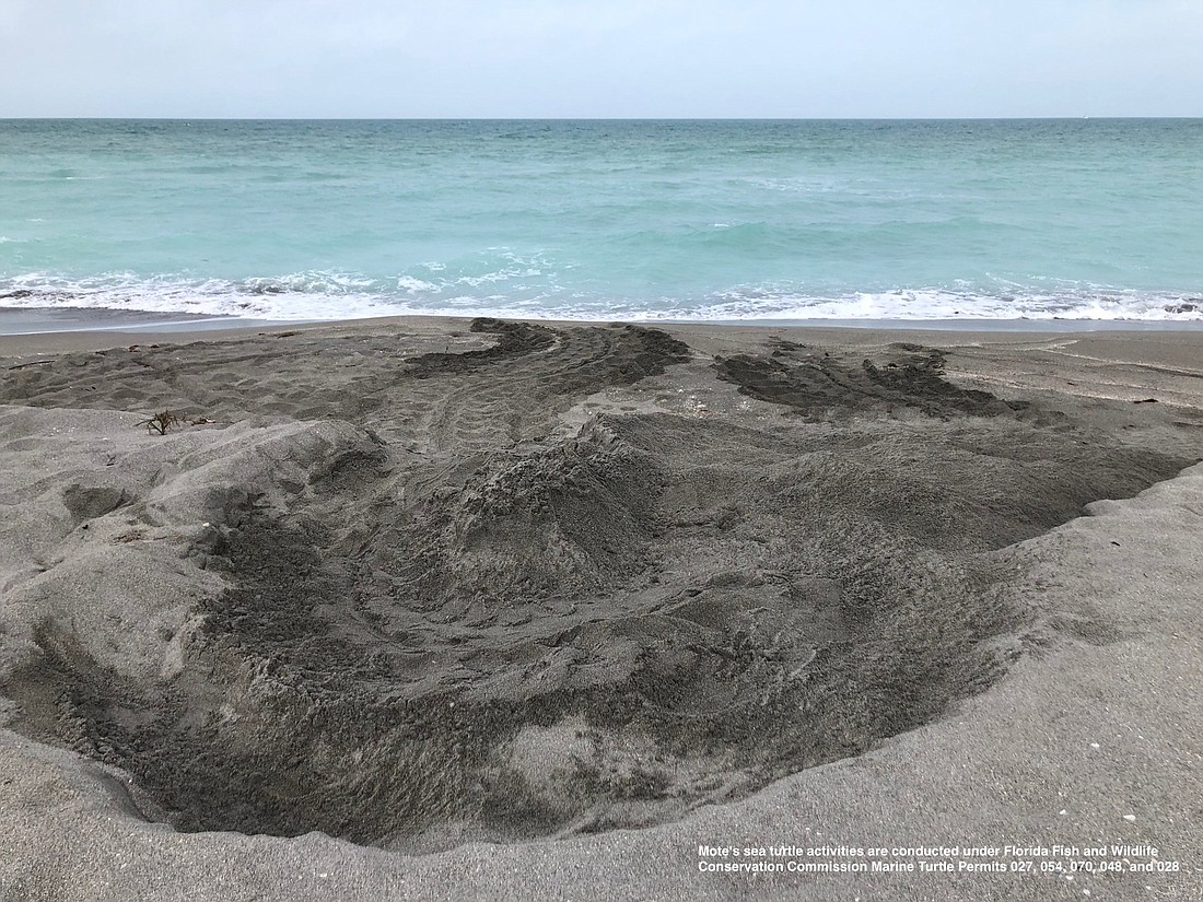 One of two leatherback turtle nests is on Siesta Key. Mote scientist Melissa Bernhard said she wouldn&#39;t be surprised if both nests are from the same turtle. Photo courtesy of Mote.