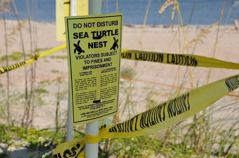 Sea turtle nests are frequently taped off with bright signs. Photo courtesy of Sarasota County