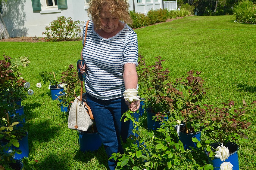 Judith Lackland observes a white rose