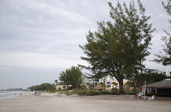Many Australian pines were planted in the early 1900s as ornamentals.