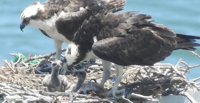 Nancy Shapiro spotted the baby ospreys Orville and Wilbur from her Beau Ciel condo terrace on Sunday. (Courtesy photo)