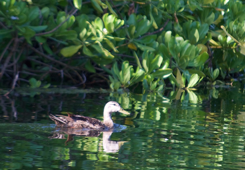Wintering ducks are frequent visitors.