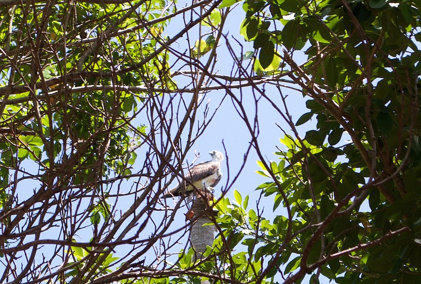 Ospreys are a frequent visitor to the nature preserve.