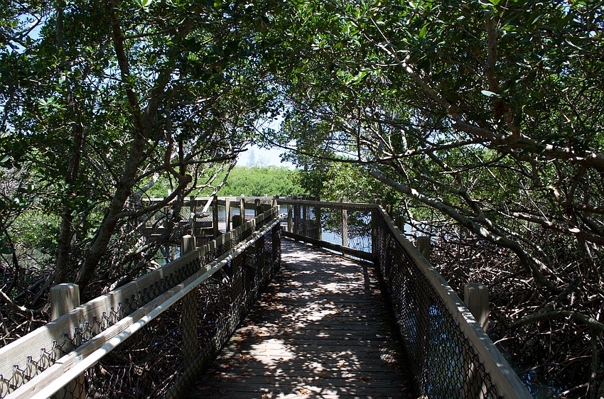 Mangroves are often thick, but trails are well-maintained.