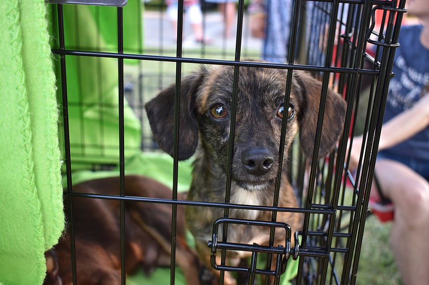 Barking Out Loud Rescue, one of the event beneficiaries, brought several rescue dogs to the event.