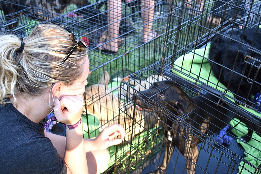 Anna Wellman pets one of the dogs available for adoption.