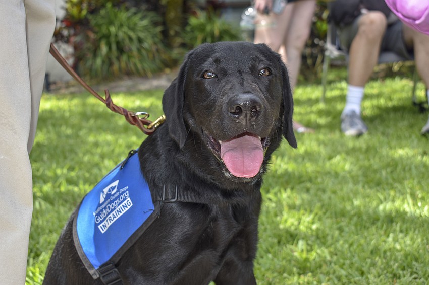 Butters is a guide dog in training.