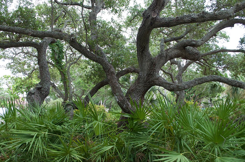 Nature takes precedence in Bicentennial Park.