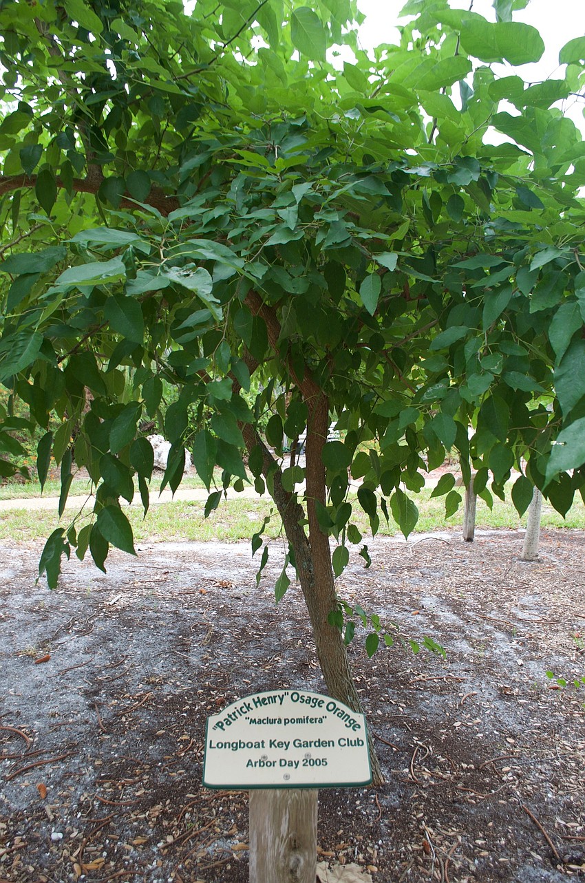 The Longboat Key Garden Club is responsible for lots of the trees and shrubs.