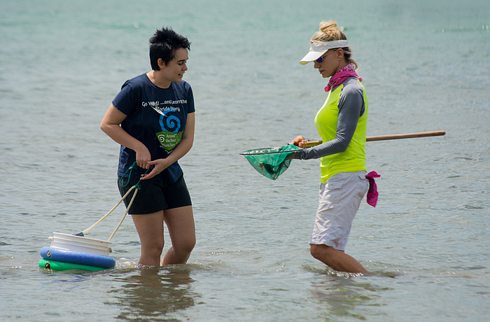Volunteers Kaylynn Low and Lisa Johnson collect sea life from the bay at last year's survey