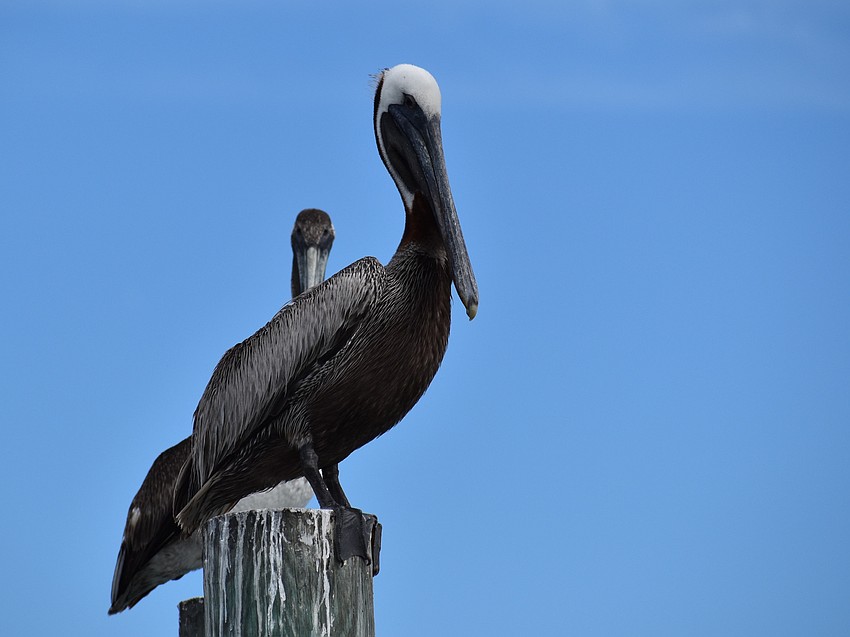 A pair of pelicans kept an eye on things near City Island.
