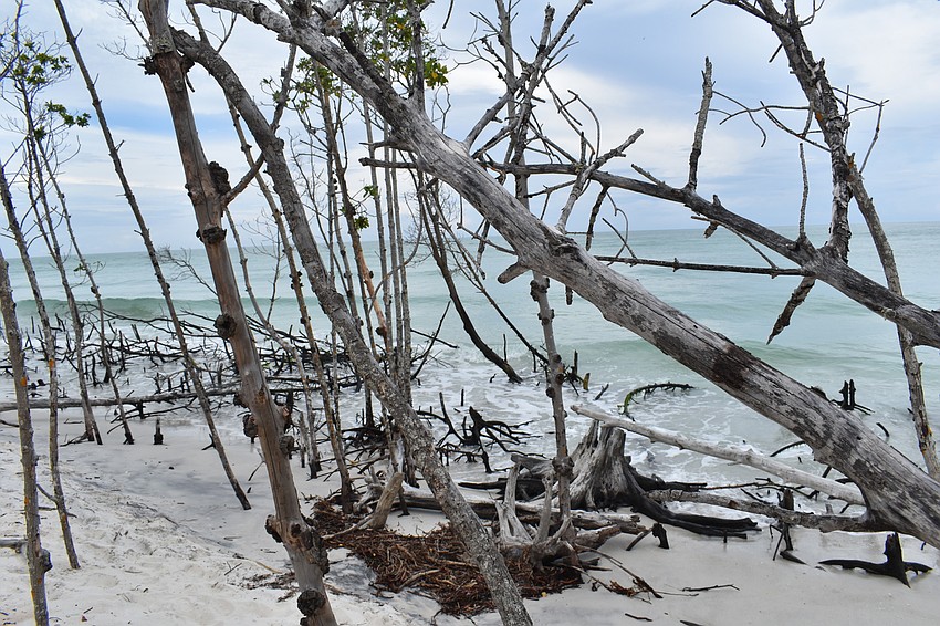 Walking north from the public beach leads to a thicket of mangroves at the high tide water line.