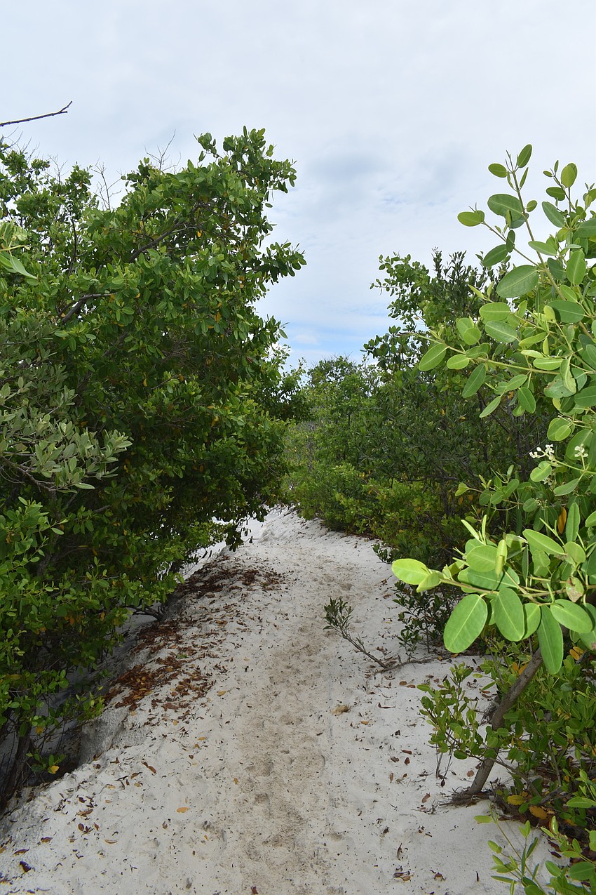 A path through the vegetation leads to the north end of the beach.