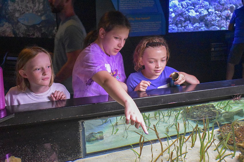 Sydney Cramer, Ava Cruz and Ella Handlin point out horseshoe crabs.