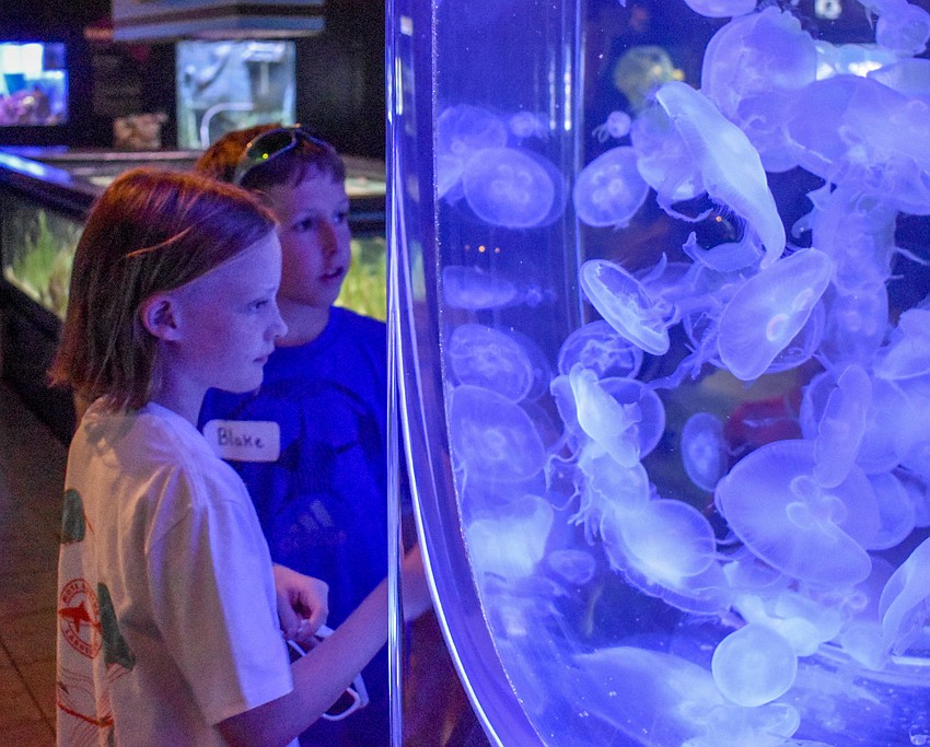 Sydney Cramer and Blake Shaffer check out the jellyfish at Mote Marine Laboratory and Aquarium's Creatures from the Coastal Oceans exhibit.