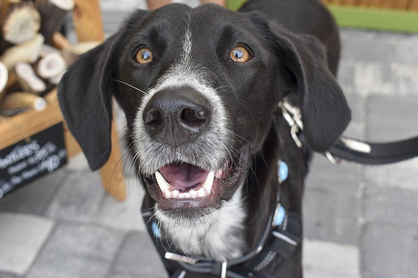 Trixy, 10 months, smiles for the camera.