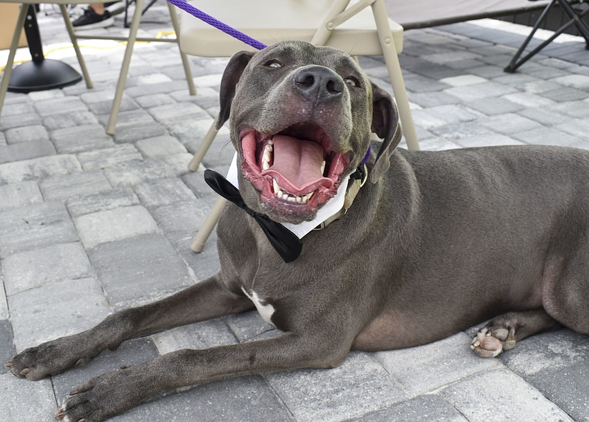 Moose, 1, cools off in the shade.