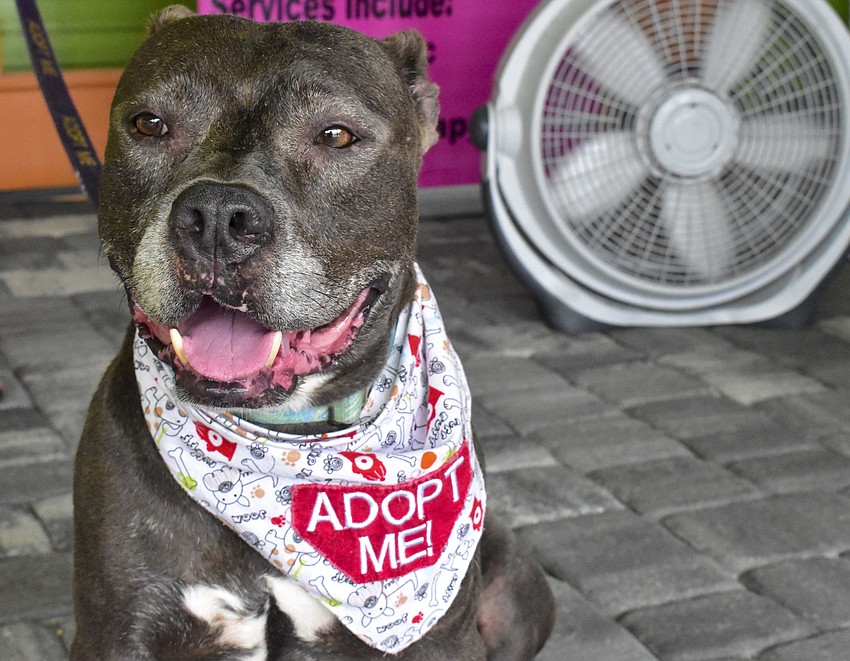 Azaela, 9, is avaiable for adoption from Satchel's Last Resort Rescue and Sanctuary.