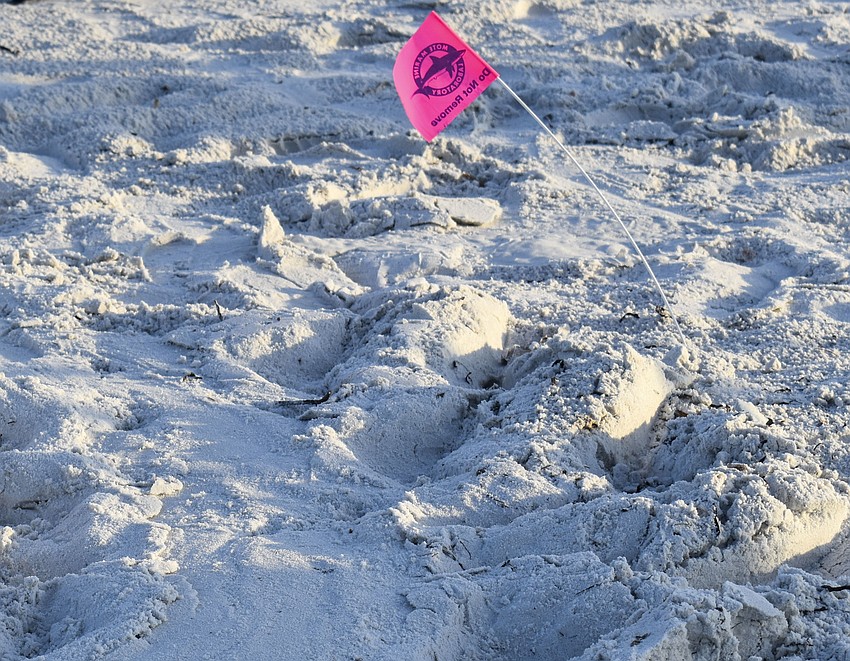 Pink flags donning Mote Marine Laboratory warn beach goers not to remove them.