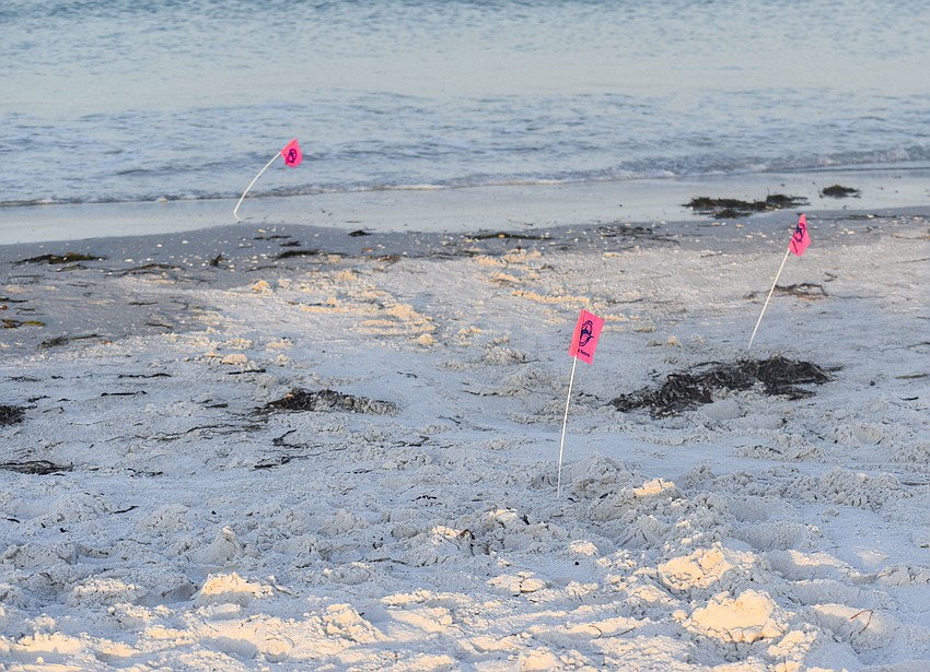 Pink flags donning Mote Marine Laboratory line the turtle's pathway.