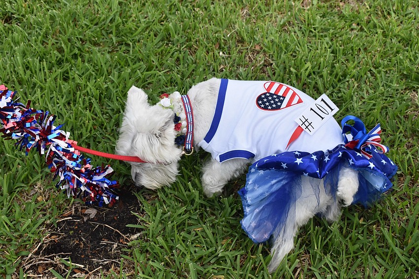 Bonnie, the defending champ of the Hot Diggity Dog parade, was patriotic down to the leash.