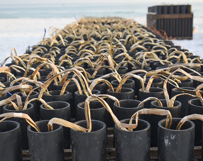 The finale fireworks.