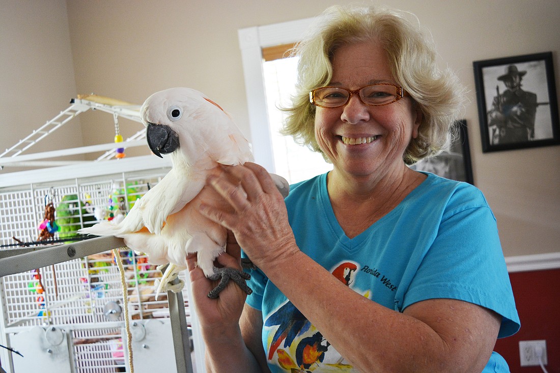 Sweet Tea, a Moluccan cockatoo, loves attention from his owner, Gloria Schroeck. The Moluccan cockatoo is the loudest parrot in the world and can reach 135 decibels when it screeches.