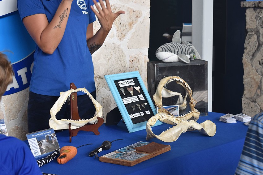 Shark teeth and jaws are displayed on a table for folks to look at.