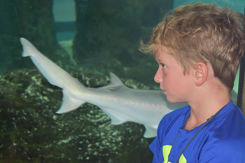 Lucca Brown and a shark after both had their breakfast.