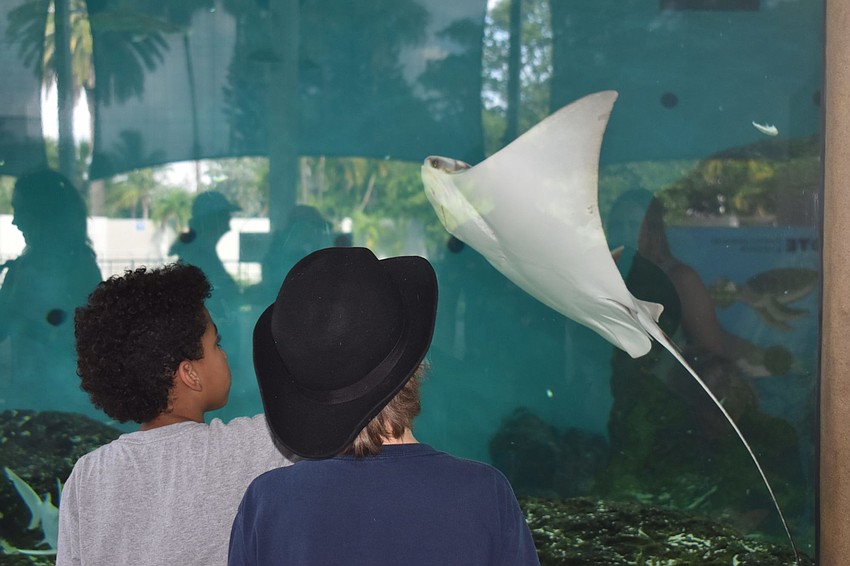 Trey and Maddox Eldredge watch a ray fly by.
