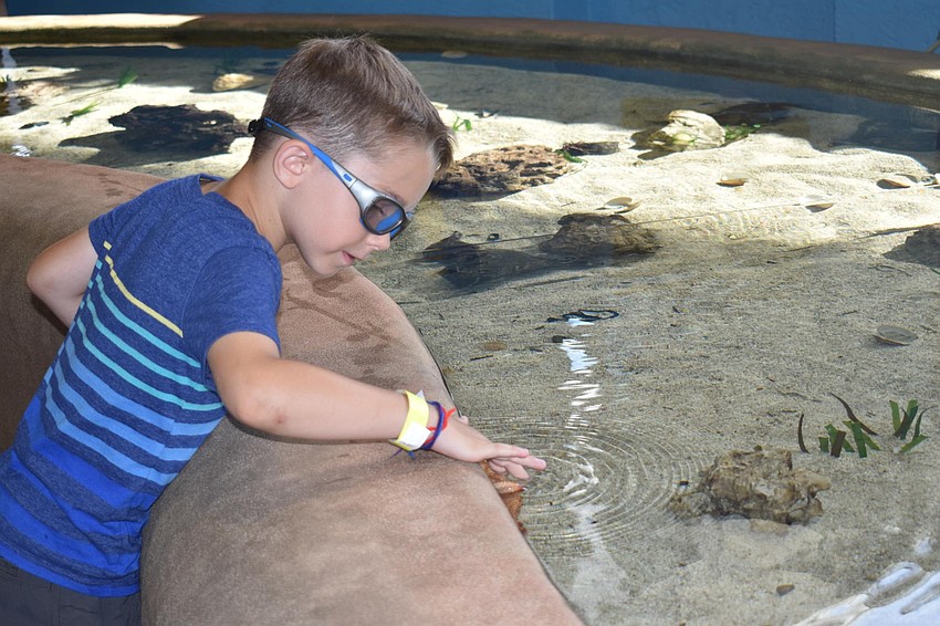 Camden Walters uses the gentle two-finger touch to interact with a starfish.