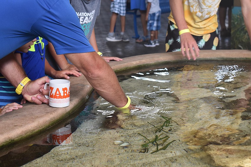 Patrick Brown has one hand on his coffee and the other on an animal in the touch tank.