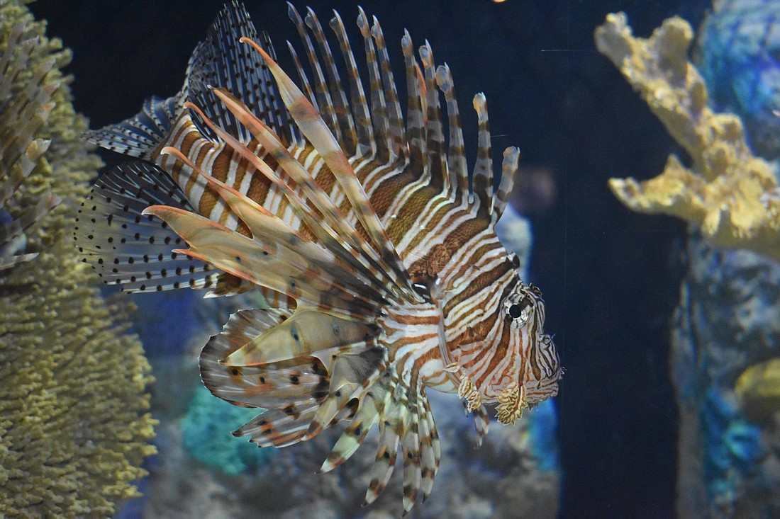 Though beautiful, lionfish present a danger to native Atlantic and Gulf reef populations.