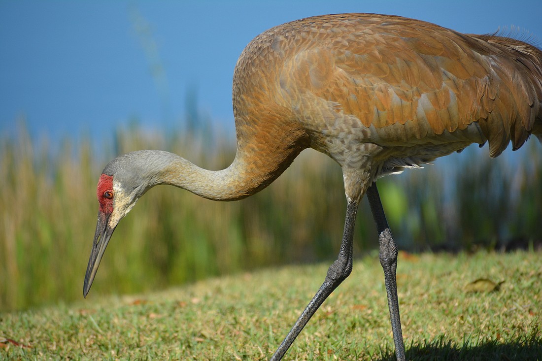 It&#39;s hard enough to avoid sandhill cranes in the roadway when not speeding.