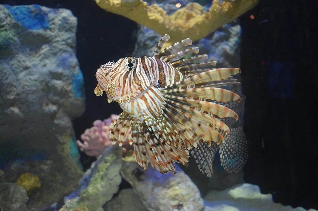 The invasive lionfish will not be hunted this weekend due to inclement weather.