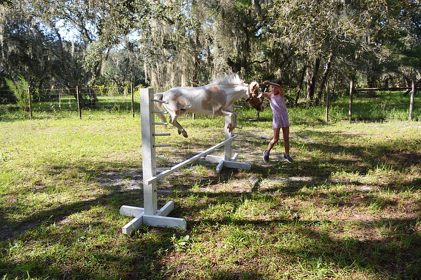 Sarasota's Laurel Toale practices having her mini horse, Asher, jump a fence.